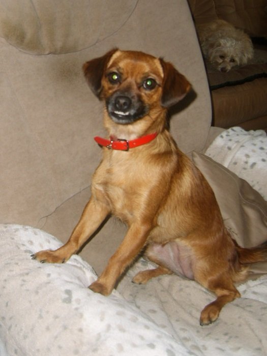 Mehr über den Artikel erfahren Kiki / Chihuahua-Mix