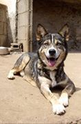 Read more about the article Virgil / Malamute-Mix