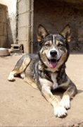 Mehr über den Artikel erfahren Virgil / Malamute-Mix