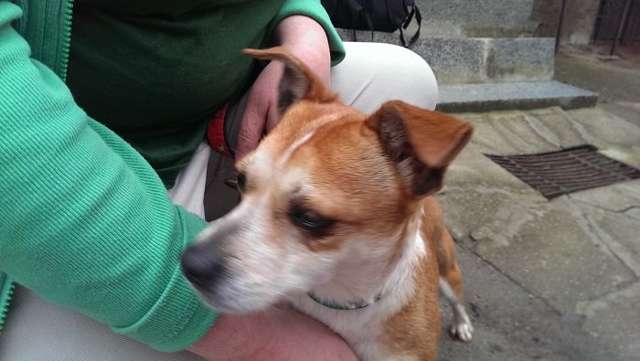 Mehr über den Artikel erfahren Chiqui (jetzt Mila) / Chihuahua-Mix