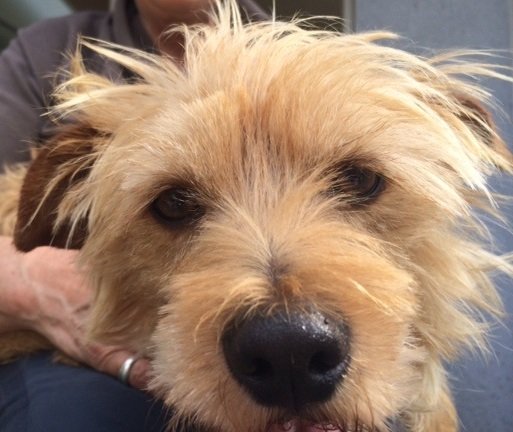 Mehr über den Artikel erfahren Krümel / Terrier-Mix