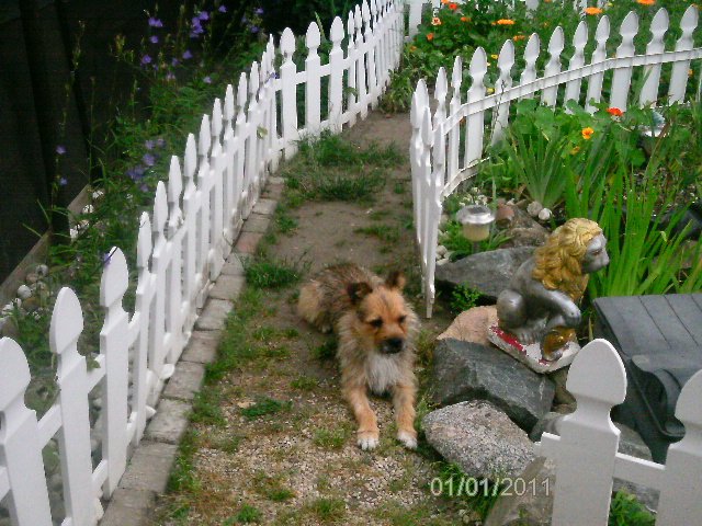 Mehr über den Artikel erfahren Hardy / Terrier-Mix