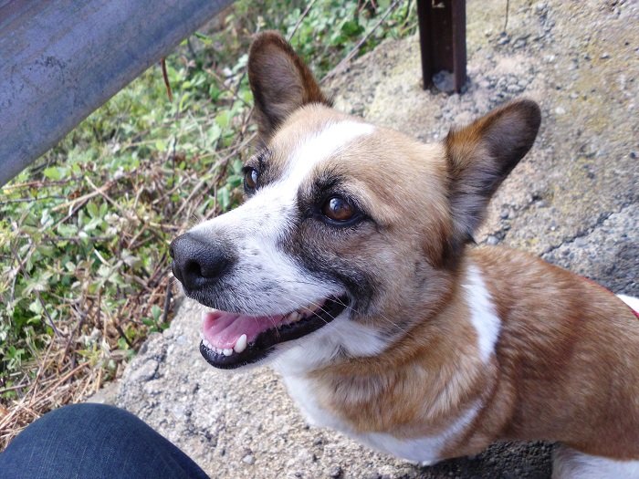 Read more about the article Kessy / Welsh Corgi