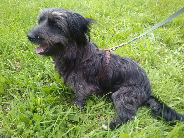 Mehr über den Artikel erfahren Bambino (jetzt Otto) / Terrier-Mix