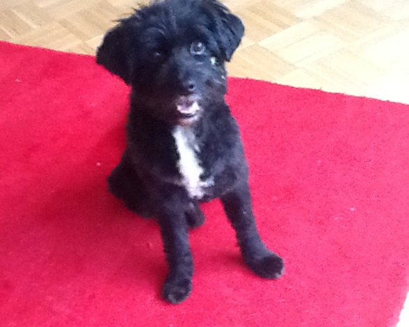 Mehr über den Artikel erfahren Botin  / Tibet-Terrier Mix
