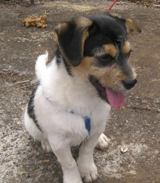 Read more about the article Pinto / Jack-Russell-Mischlingswelpe