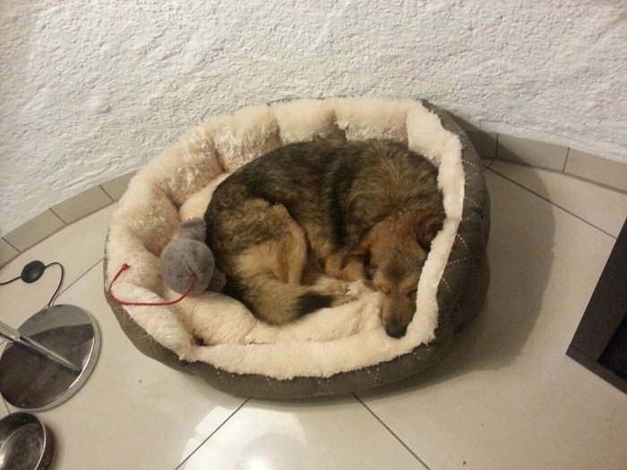 Mehr über den Artikel erfahren Draco / Schäferhundmischling
