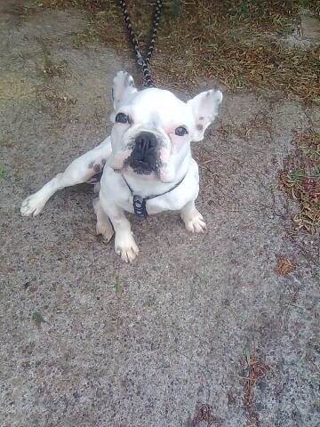 Mehr über den Artikel erfahren Mitch / Französische Bulldogge