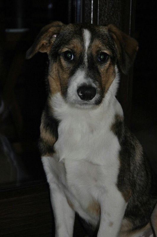 Mehr über den Artikel erfahren Kianu / Welpe-Mischling