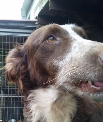 Mehr über den Artikel erfahren Herr Schmitt (jetzt Jasper) / Setter-Podenco-Mix