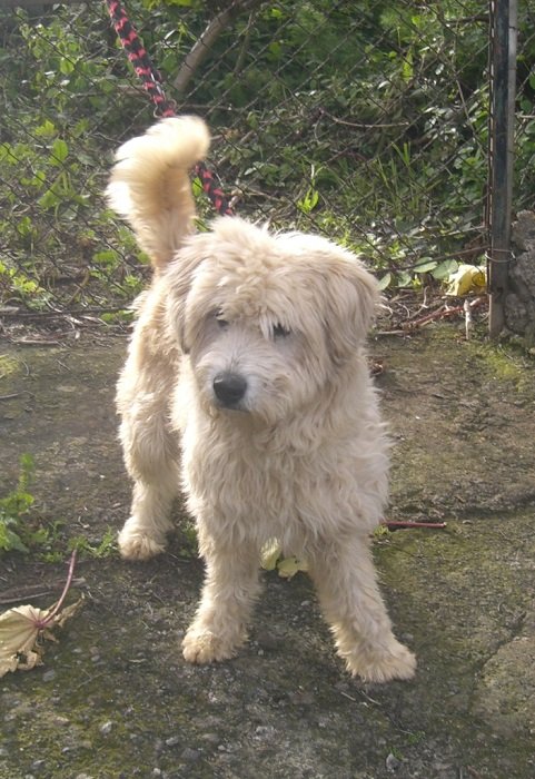 Nina Tibet Terrier Mix