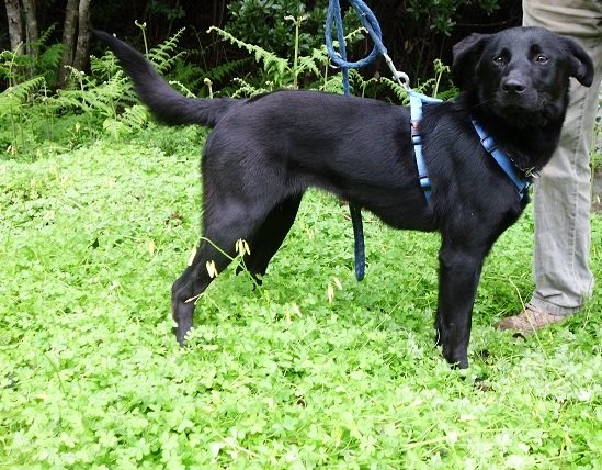 Mehr über den Artikel erfahren Sunny / Labradormix
