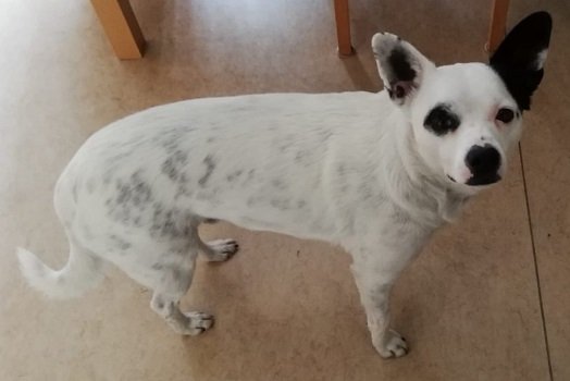 Mehr über den Artikel erfahren Lucky ist VERMITTELT