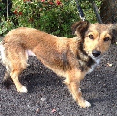 Mehr über den Artikel erfahren Susa: möchte gerne Prinzessin sein