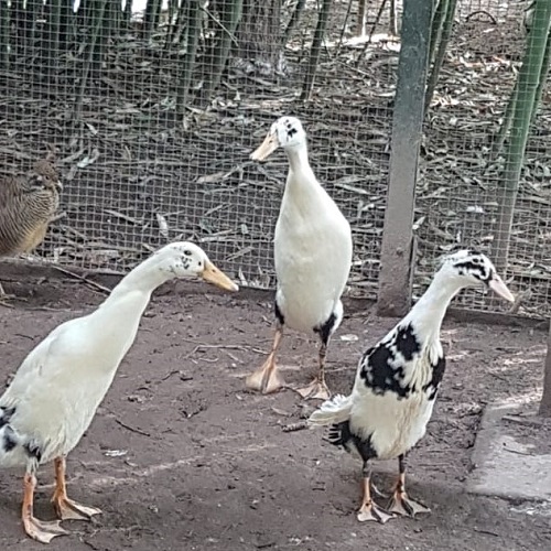 Mehr über den Artikel erfahren Im Vogelpark Heppenheim gibt es viele Laufenten