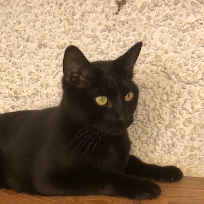 Mehr über den Artikel erfahren Schwarzer Kater Easy