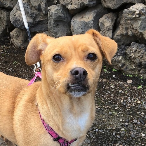 Mehr über den Artikel erfahren Cloe, eine Prinzessin sucht Sofaplatz