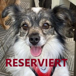 Mehr über den Artikel erfahren Rüde Blaky, klein und ganz lieb