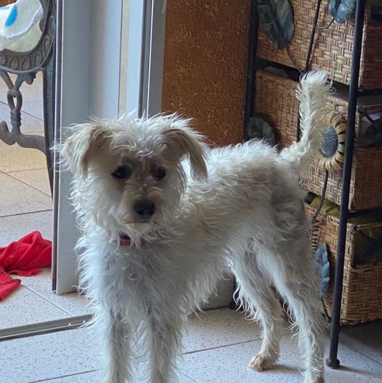 Mehr über den Artikel erfahren Duna, junge Hündin sucht verständnisvolle Menschen