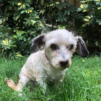 Mehr über den Artikel erfahren Tato, pflegeleichter und genügsamer kleiner Rüde