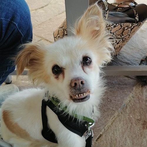 Mehr über den Artikel erfahren Tatita, sucht einen Platz für ihr Körbchen