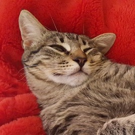 Mehr über den Artikel erfahren Junger Kater Antonio sucht neuen Wirkungskreis