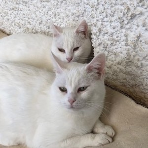 Mehr über den Artikel erfahren Die Unzertrennlichen: Duna und Bruma