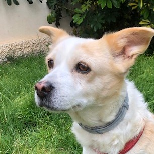 Mehr über den Artikel erfahren Hundedame Nessy sucht Sofaplatz