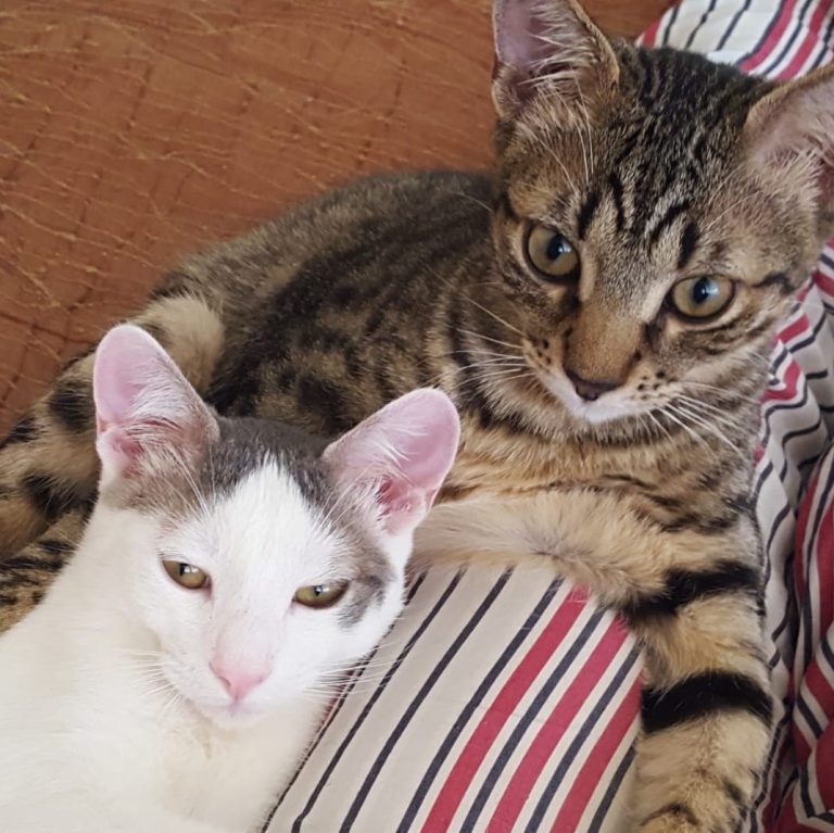 Mehr über den Artikel erfahren Teo & Rio, die Unzertrennlichen