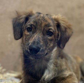 Mehr über den Artikel erfahren Kiara und Hugo, zwei süsse Welpen suchen neuen Wirkungskreis