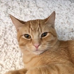Mehr über den Artikel erfahren Bildhübscher roter Kater Karli
