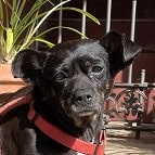 Mehr über den Artikel erfahren Pumba will endlich das Leben genießen