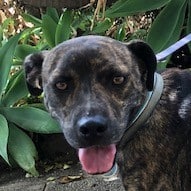 Mehr über den Artikel erfahren Victor, großer Junge sucht seine Wegbegleiter