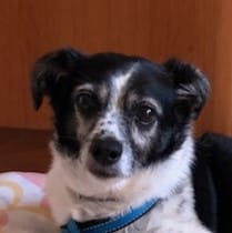 Mehr über den Artikel erfahren Max, der Pechvogel