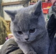 Mehr über den Artikel erfahren Wir leisten Vermittlungshilfe für 2 Kitten