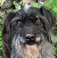 Mehr über den Artikel erfahren Unkompliziertes Hundemädchen Lexa sucht ihre 2. Chance