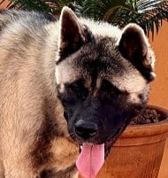 Mehr über den Artikel erfahren Liebhaber gesucht ! Großer Bub Hachi