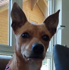 Mehr über den Artikel erfahren Polly, die perfekte Begleitung bei Wanderungen