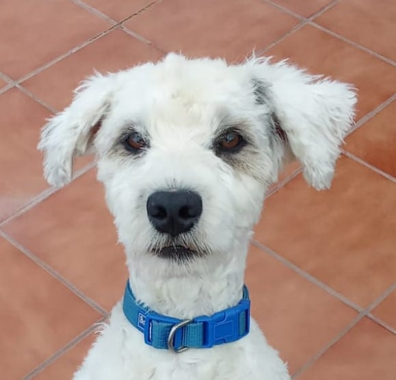 Mehr über den Artikel erfahren Tufan will noch viel entdecken