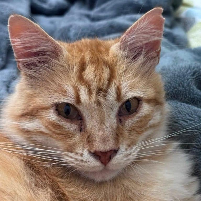 Mehr über den Artikel erfahren Rote Schönheit: Kater Merlin
