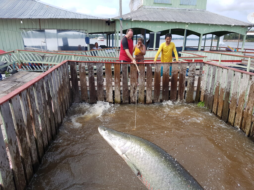 Arapaima fish in panic