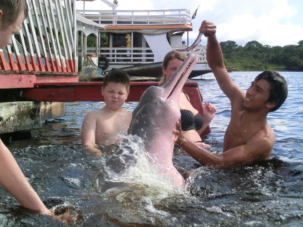 Image illustrating A wild pink dolphin living in the river by the Tucan Amazon Lodge
