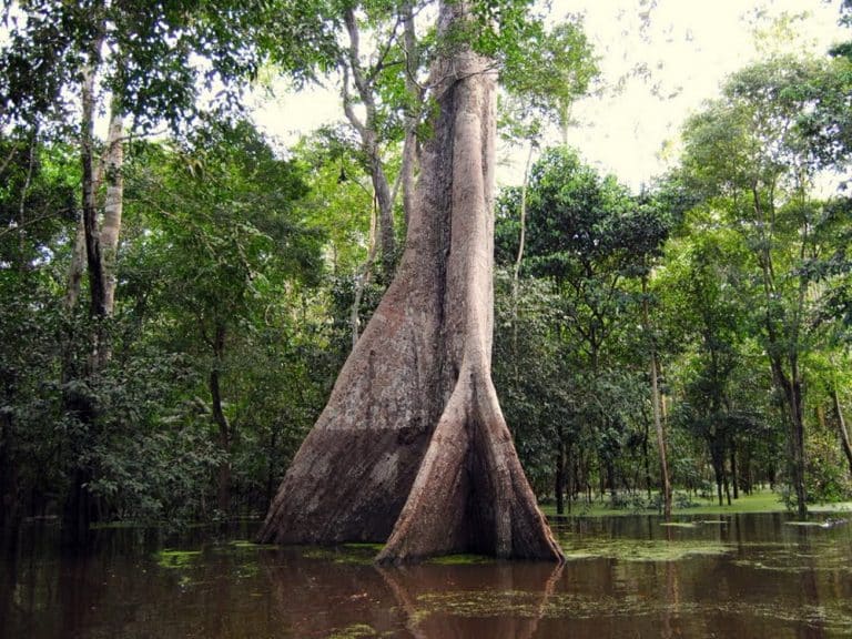 Samauma - arvore gigante da Amazonia