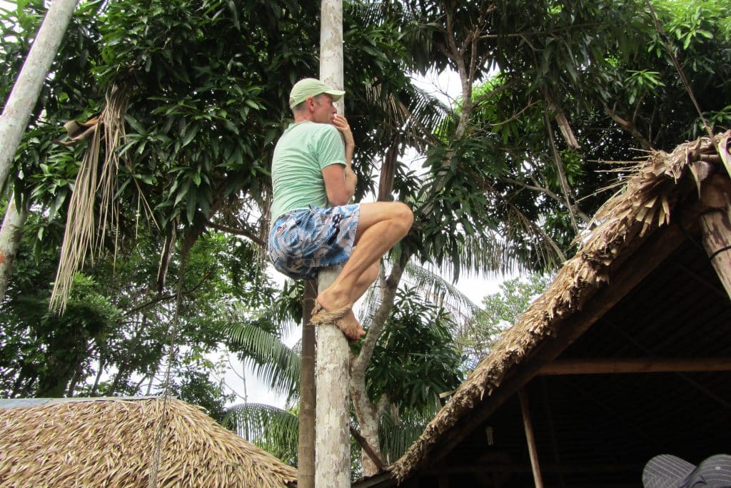 Learn to climb a acai palm