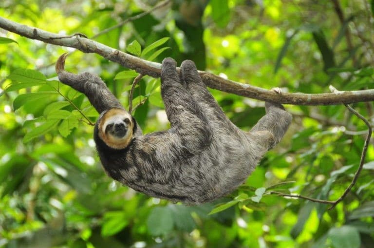 sloth in the Amazon