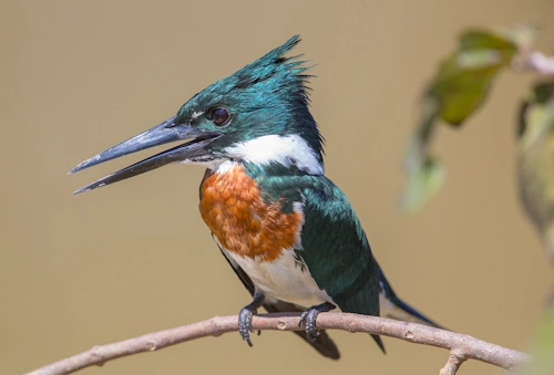 Amazon birdwatching - kingfisher