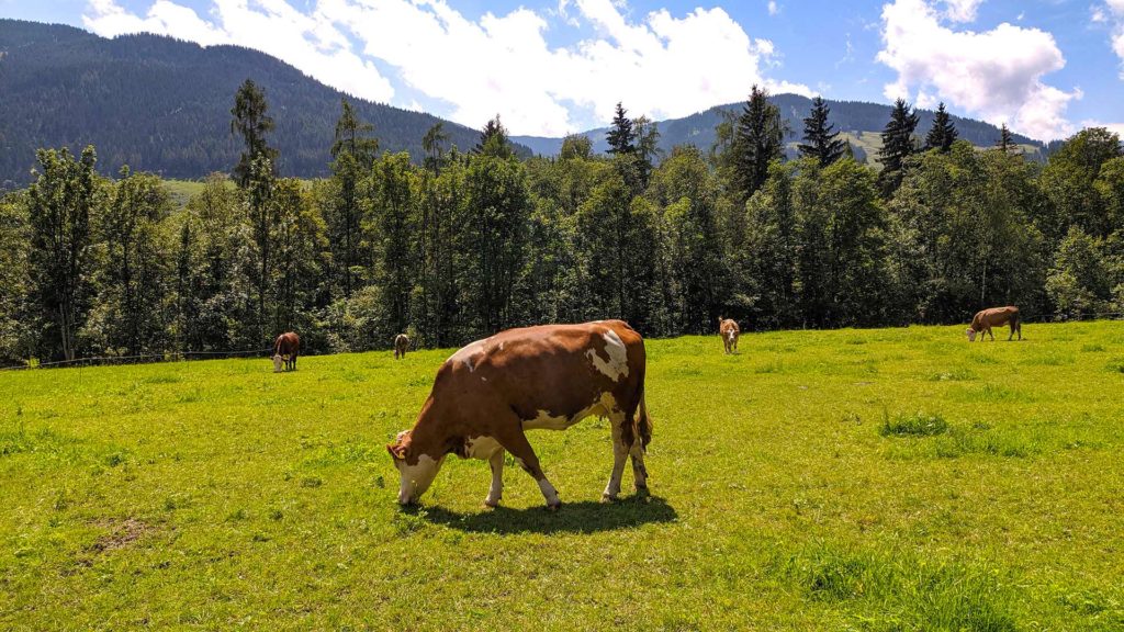 Ko på en grön äng i Leogang, Österrike