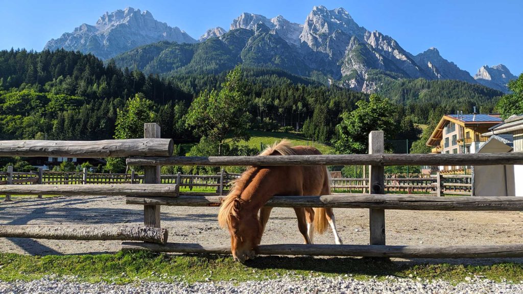 Häst i Leogang med det vackra bergpanoramaet i bakgrunden