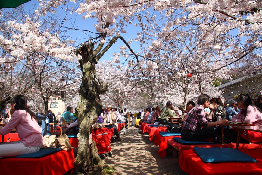Japaner samlas i Maruyama Park under körsbärsblomningsträd för hanami