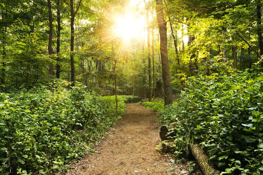Solen bryter igenom träden på en stig i ett tjockt skogsområde;  gratis saker att göra i Nashville